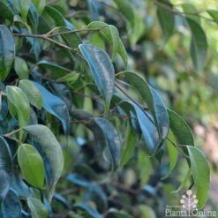 Ficus Benjamina Midnight Beauty - Weeping Fig 11 Ficus Benjamina Midnight Beauty - Weeping Fig -GARDEN Shop ficus midnight beauty foliage