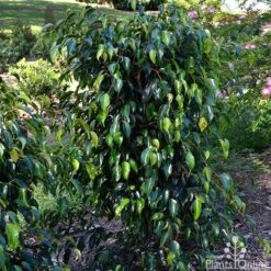 Ficus Benjamina Midnight Beauty - Weeping Fig 15 Ficus Benjamina Midnight Beauty - Weeping Fig -GARDEN Shop ficus midnight beauty tall