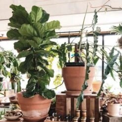 Ficus Lyrata - Fiddle Leaf Fig -GARDEN Shop ficus lyrata in terracotta