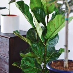 Ficus Lyrata - Fiddle Leaf Fig -GARDEN Shop ficus lyrata leaf 500 1