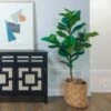 Ficus Lyrata - Fiddle Leaf Fig -GARDEN Shop ficus lyrata room 500 1