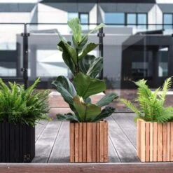 Ficus Lyrata - Fiddle Leaf Fig -GARDEN Shop ficus lyrata wooden planter 500 1