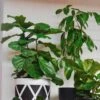 Ficus Lyrata Bambino - Fiddle Leaf Fig -GARDEN Shop fiddle leaf fig indoor