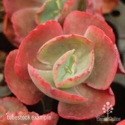 Echeveria Fire And Ice - Succulent -GARDEN Shop fire ice top view