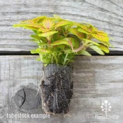 Fittonia Skeleton - Snakeskin Plant -GARDEN Shop fittonia skeleton plug 500 1