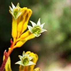 Anigozanthos Yellow Gem - Kangaroo Paw 11 Anigozanthos Yellow Gem - Kangaroo Paw -GARDEN Shop flannel flowers yellow 2 1