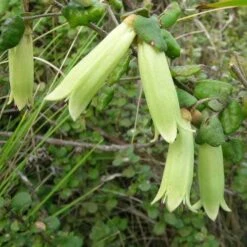 Correa Nummulariifolia - Roundleaf Correa