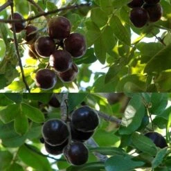 Burdekin Plum - Pleiogynium -GARDEN Shop flickr tatters burdekin plum ripe