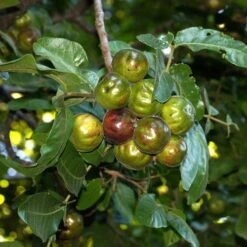 Burdekin Plum - Pleiogynium -GARDEN Shop flickr tatters burdekin plum unripe