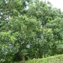Burdekin Plum - Pleiogynium -GARDEN Shop flickr wendy cutler burdekin plum