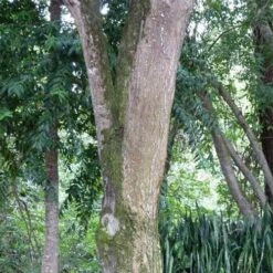 Burdekin Plum - Pleiogynium -GARDEN Shop flickr wendy cutler burdekin plum bark