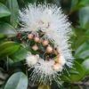 Syzygium Resilience - Lilly Pilly -GARDEN Shop flower 2 4