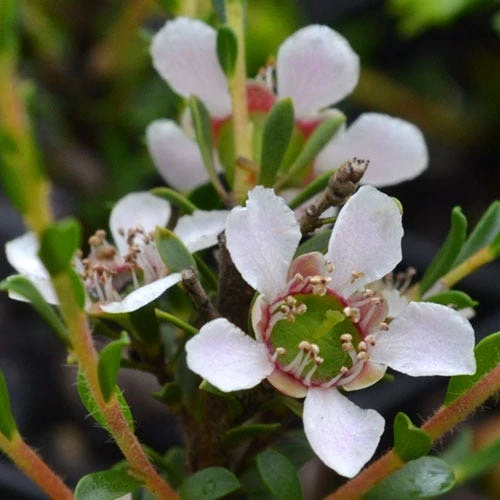 Leptospermum Liversidgei Mozzie Blocker 4 Leptospermum Liversidgei Mozzie Blocker - Image 4