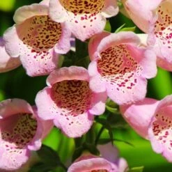 Foxglove Sutton's Apricot - Seed 5 Foxglove Sutton's Apricot - Seed -GARDEN Shop foxgloves freckles