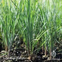 Lomandra Frosty Top -GARDEN Shop frosty lomandra tubestock