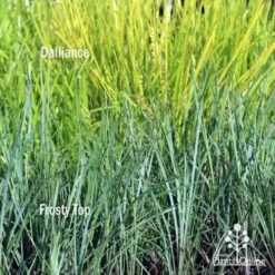 Lomandra Frosty Top -GARDEN Shop frosty top against dalliance 1