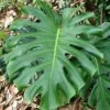 Monstera Deliciosa - Fruit Salad Plant, Swiss Cheese -GARDEN Shop fruit salad plant monstera deliciosa