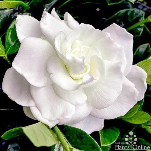 Gardenia True Love 1 Gardenia True Love