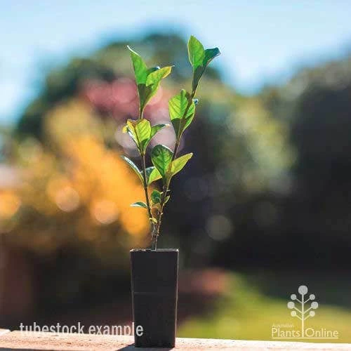 Gardenia True Love 2 Gardenia True Love - Image 2