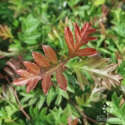 Grevillea Gaudichaudii -GARDEN Shop gaudichadi grevillea leaf colour