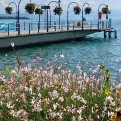 Gaura White -GARDEN Shop gaura sea