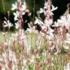 Gaura White -GARDEN Shop gaura white