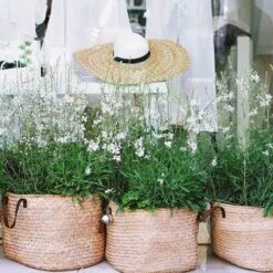Gaura White -GARDEN Shop gaura white baskets