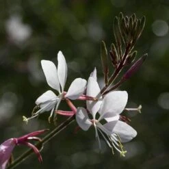 Gaura White -GARDEN Shop gaura white close