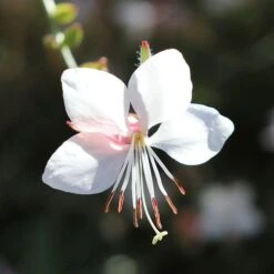 Gaura White -GARDEN Shop gaura white flower