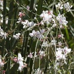 Gaura White -GARDEN Shop gaura white plants