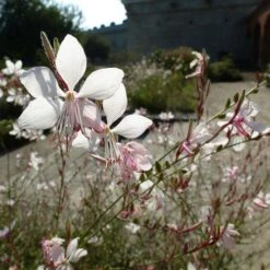 Gaura White -GARDEN Shop gaura white sunlit
