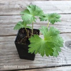 Geranium Rozanne -GARDEN Shop geranium rozanne tubestock