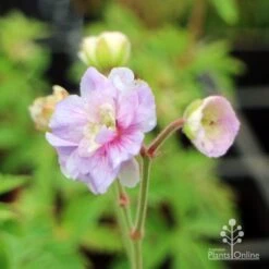 Geranium Summer Skies -GARDEN Shop geranium summer skies closeup