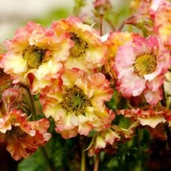 Geum Pretticoats Peach 11 Geum Pretticoats Peach -GARDEN Shop geum pretticoats peach 1