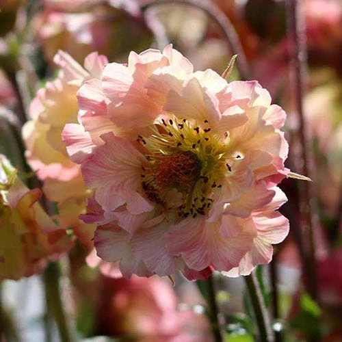 Geum Pretticoats Peach 2 Geum Pretticoats Peach - Image 2