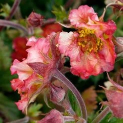 Geum Pretticoats Peach 10 Geum Pretticoats Peach -GARDEN Shop geum pretticoats peach 3