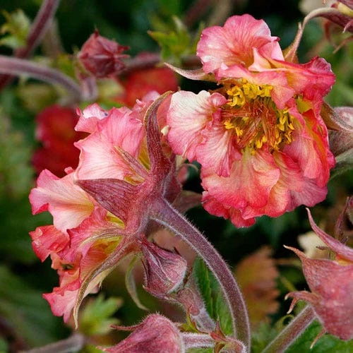 Geum Pretticoats Peach 4 Geum Pretticoats Peach - Image 4