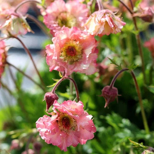Geum Pretticoats Peach 1 Geum Pretticoats Peach
