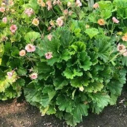 Geum Pretticoats Peach 12 Geum Pretticoats Peach -GARDEN Shop geum pretticoats peach leaves