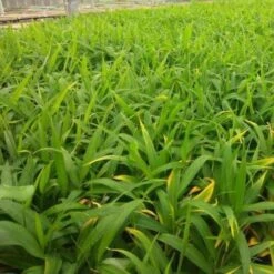 Zingiber - Edible Ginger -GARDEN Shop ginger plugs 500