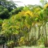 Golden Cane Palm - Dypsis 28 Golden Cane Palm - Dypsis -GARDEN Shop golden cane flickr alejandro bayer tamayo 500
