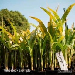 Golden Cane Palm - Dypsis -GARDEN Shop golden cane tube 2