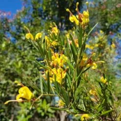 Grevillea Gold Rush -GARDEN Shop goldrush uts 500 1