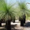 Xanthorrhoea - Grass Tree 12 Xanthorrhoea - Grass Tree -GARDEN Shop grass tree 500