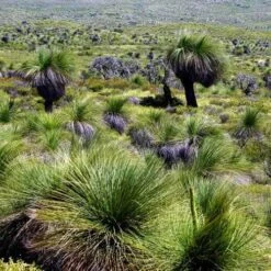 Xanthorrhoea - Grass Tree -GARDEN Shop grass tree landscape 2