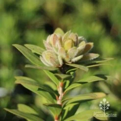 Callistemon Green John -GARDEN Shop green john new growth
