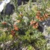 Grevillea Bonnie Prince Charlie -GARDEN Shop grevillea bonnie prince charlie