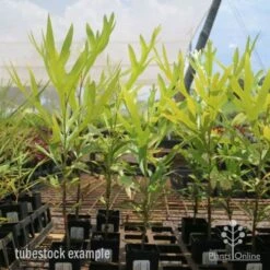 Grevillea Baileyana - Brown Silky Oak -GARDEN Shop grevillea brown silky oak tubes 1