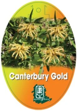 Grevillea Canterbury Gold -GARDEN Shop grevillea canterbury gold 208x300 1