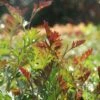 Grevillea Carpet Layer -GARDEN Shop grevillea carpet layer foliage 1